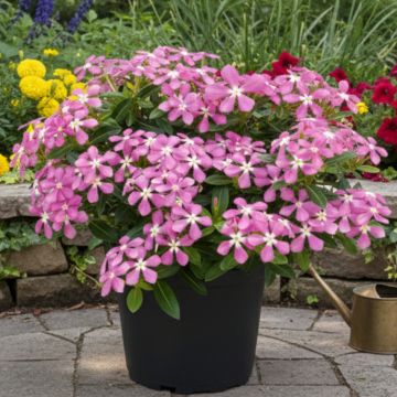 Catharanthus roseus Soiree Pink White Eye - Maagdenpalm van Madagaskar