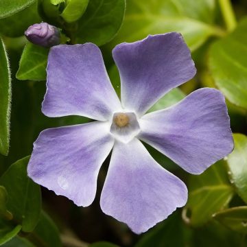Vinca major - Grote maagdenpalm