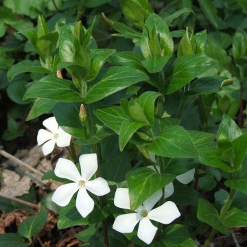 Vinca major Alba - Grote maagdenpalm