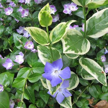 Vinca major Variegata - Grote maagdenpalm