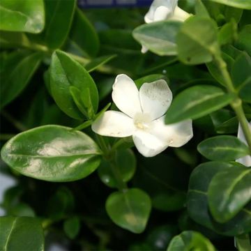 Vinca minor Alba - Kleine maagdenpalm