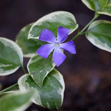 Vinca minor Argenteovariegata - Kleine maagdenpalm