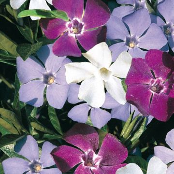 Vinca minor Sebastians Beste - Kleine maagdenpalm