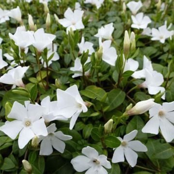 Vinca minor White Power - Kleine maagdenpalm