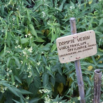 Vincetoxicum hirundinaria - Witte engbloem