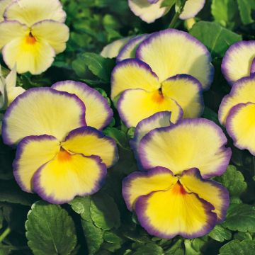 Viola Etain - Hoornviooltje