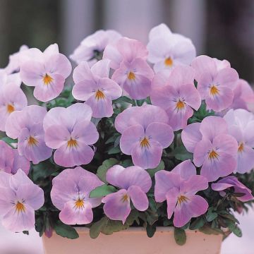 Viola cornuta Floral Power Soft Pink - Hoornviooltje