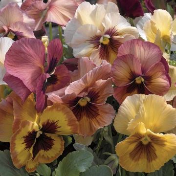 Viola wittrockiana Mariposa Peach Shades - Grootbloemige viool