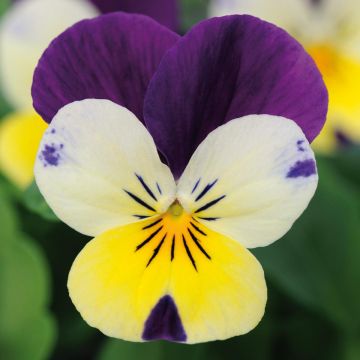 Viola cornuta XP Lemon Jump-Up - Hoornviooltje