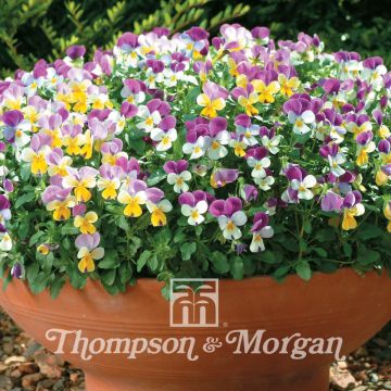 Viola williamsii Sweeties F1 Mix (zaad) - Tuinviool