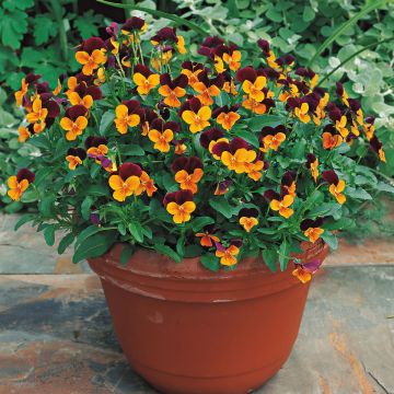 Viola cornuta Callisto F1 Orange Purple Wing - Hoornviooltje