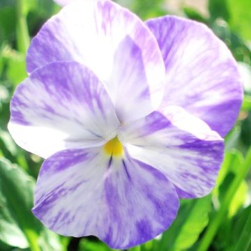 Viola cornuta Columbine - Hoornviooltje