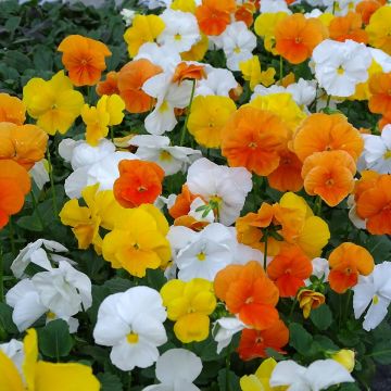 Viola cornuta F1 Prim Up Citrus Mix - Hoornviooltje