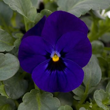 Viola cornuta Sorbet XP F1 Blue Blotch - Hoornviooltje