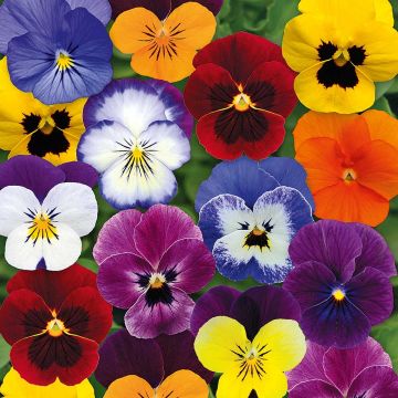 Viola cornuta Butterfly Mix