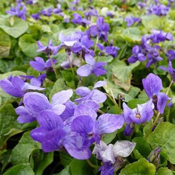 Viola odorata Königin Charlotte - Geurviooltje