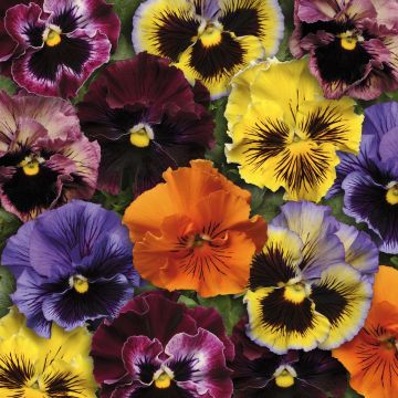 Viola wittrockiana Frizzle Sizzle F1 Mix Frizzle Yellow - Grootbloemige violen met golvende bloemblaadjes in mix