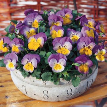 Viola wittrockiana Ultima Morpho - Middel-grootbloemige viool