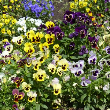 Viola wittrockiana Mix Giant (zaad) - Grootbloemige viool