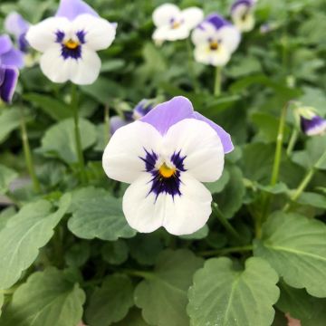 Viola cornuta Sorbet Delft Blue - Hoornviooltje