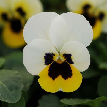 Viola cornuta Sorbet XP Lemon Ice Blotch - Hoornviooltje