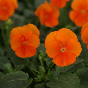 Viola cornuta Sorbet XP Deep Orange - Hoornviooltje
