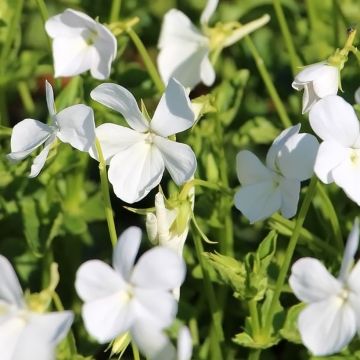 Viola cornuta Wisley White - Hoornviooltje