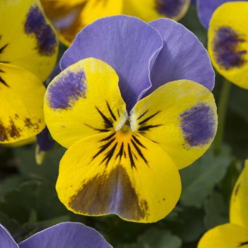Viola cornuta Sorbet Yellow Blue Jump-Up - Hoornviooltje