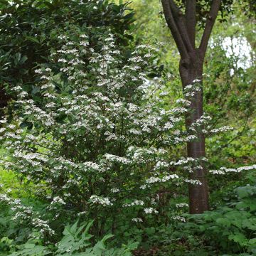 Viburnum plicatum Kilimanjaro Sunrise - Japanse sneeuwbal