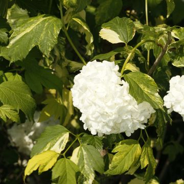 Viburnum opulus Pechcin - Gelderse roos