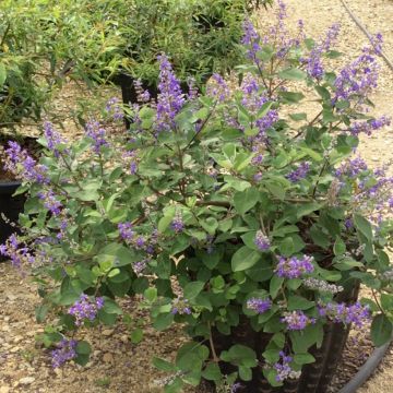 Vitex Chicagoland Blues - Kuise boom
