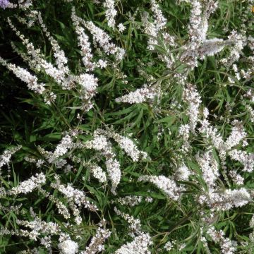Vitex agnus-castus Silver Spire - Kuise boom