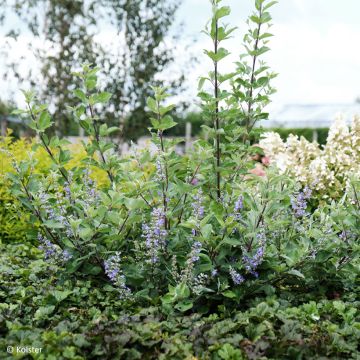 Vitex Chicagoland Blues - Kuise boom