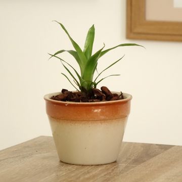 Vriesea Delphinus - Vlammend zwaard