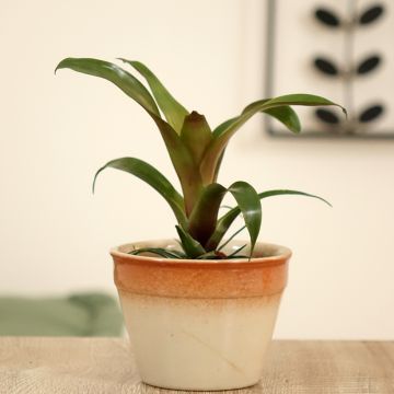 Vriesea Ida - Vlammend zwaard