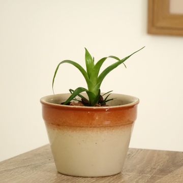 Vriesea Kallisto - Vlammend zwaard