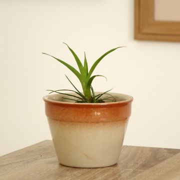 Vriesea Madonna - Vlammend zwaard