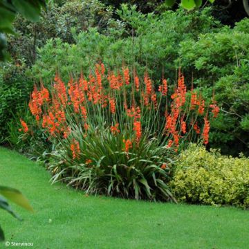 Watsonia gigantea - Watsonia