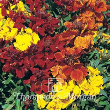 Erysimum cheiri Brilliant Bedder Series Mixed (zaad) – Muurbloem