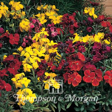Erysimum cheiri Tom Thumb Mixed (zaad) – Muurbloem