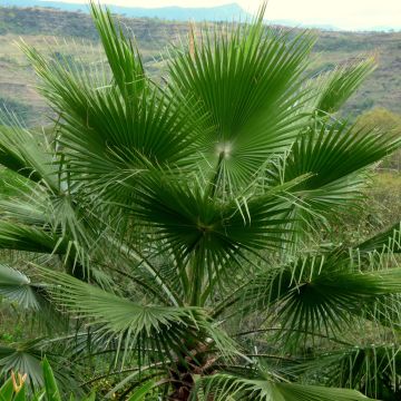 Washingtonia robusta - Mexicaanse waaierpalm
