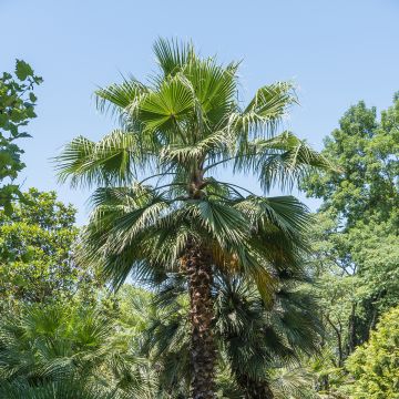Washingtonia filifera (zaad) - Waaierpalm