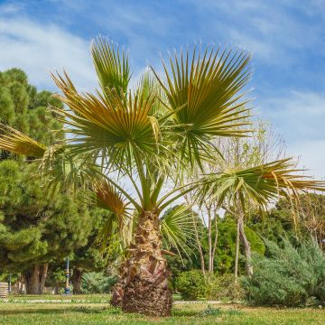 Washingtonia robusta (zaad) - Mexicaanse waaierpalm