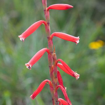 Watsonia aletroides - Watsonia