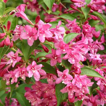 Weigelia Minuet - Chinese weigelia