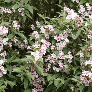Weigelia Splendid