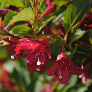 Weigelia florida Cherry Lace