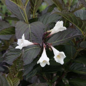 Weigelia florida Ebony and Ivory - Chinese weigelia