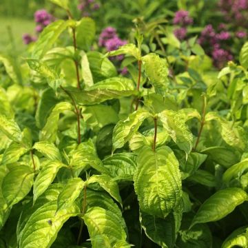 Weigelia florida Lime Monster