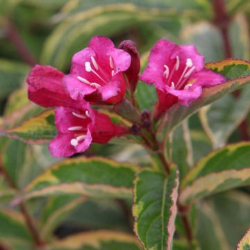 Weigelia florida Brigela